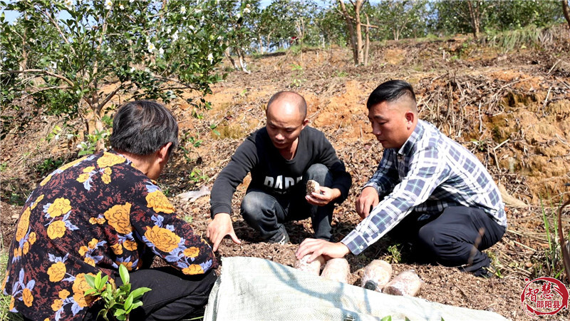 图片新闻 | 邵阳县：林下套种红松茸 绿色发展促增收