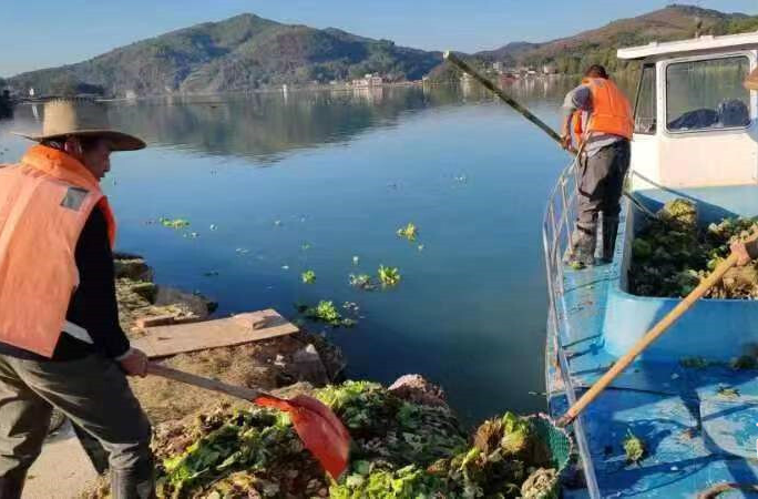 维护水生态环境！持续清理两个多月，邵阳县天子湖湿地公园清除河道大藻等物3500多吨